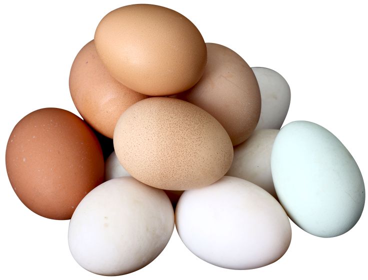 Eggs Market Size, Share, Future Growth, 2032