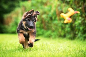 How To Choose The Right Dog Training School For Your Puppy