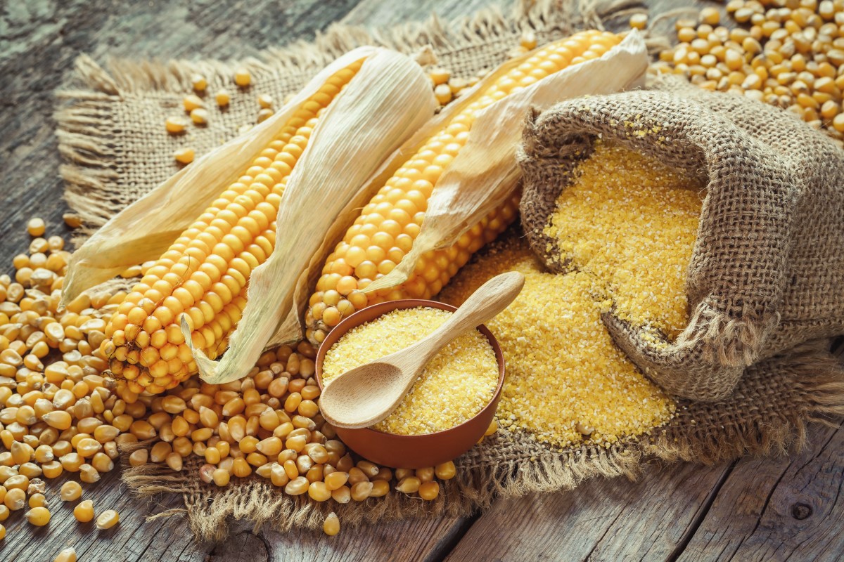 Maize Processing Plant Cost- Detailed Project Cost, Setup Details, and Manufacturing Process