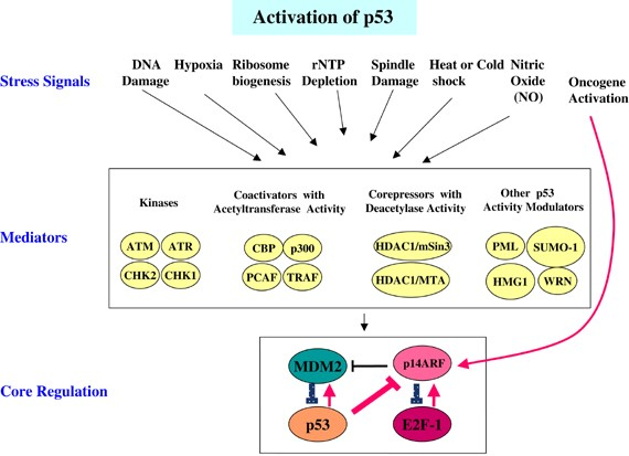 The Role of Targeting p53 Signaling Pathway in Cancer Therapy