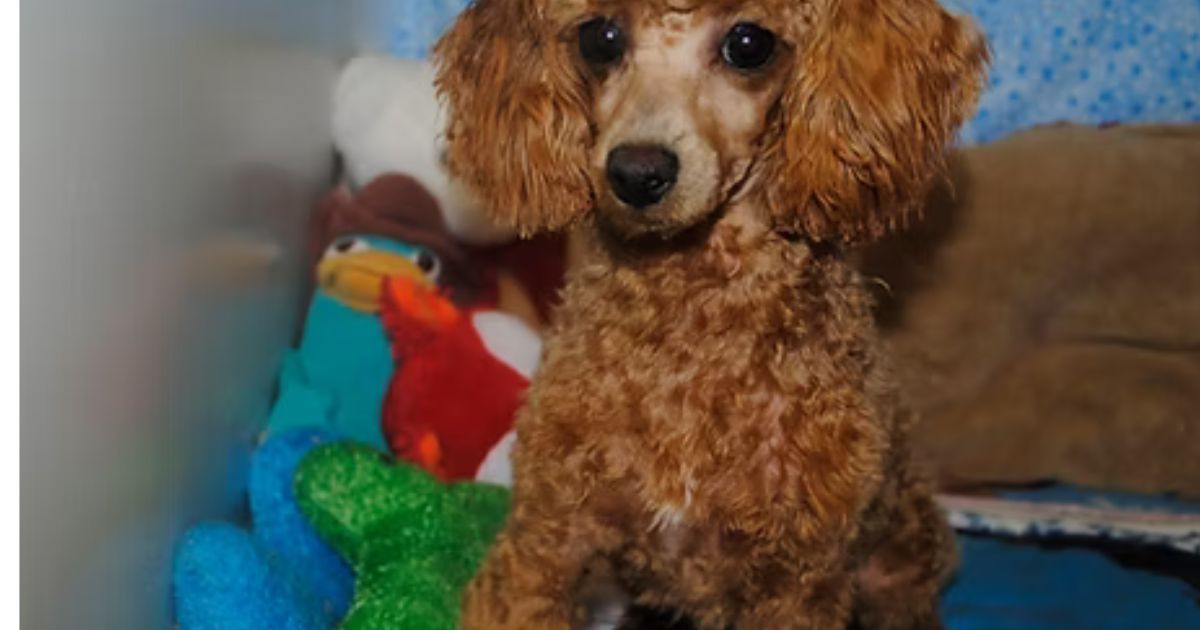 Looking for Love on Four Paws? Toy Maltese Puppies Are Taking Over Texas