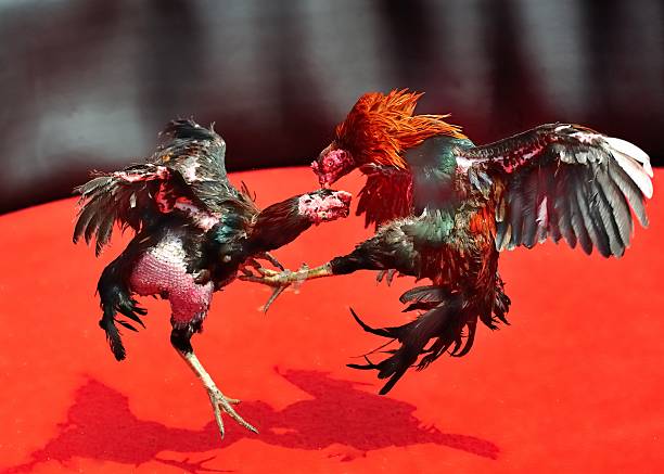 GullyBET Launches India’s First Real‑Time Cockfighting Game with Cash Rewards