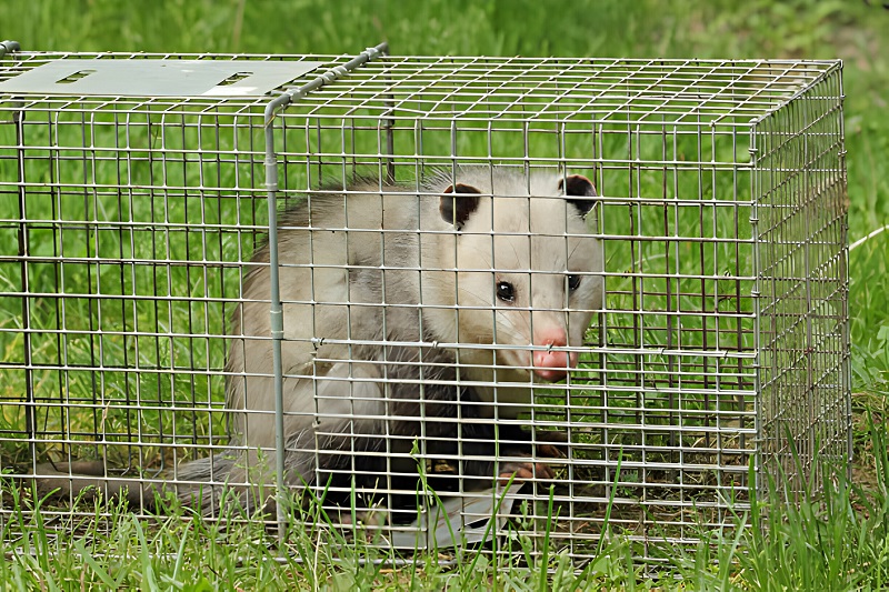Unravelling the Essentials of Ethical and Secure Possum Removal