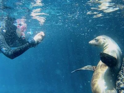 A Guide to Snorkeling with Sea Lions and Other Unique Species in the Galapagos