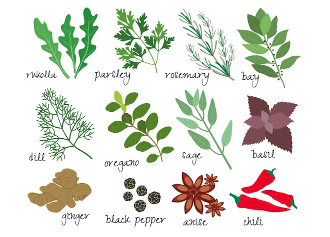 Incredible Uses of Wildcrafted Sea Moss: Beyond its Nutritional Value